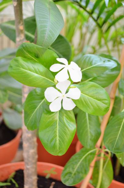 istock Catharanthus roseus, commonly known as bright eyes, cape, Madagascar, pink or rose periwinkle, graveyard plant, old maid is a species of flowering plant in the family Apocynaceae Ornamental medicinal. 1489476426