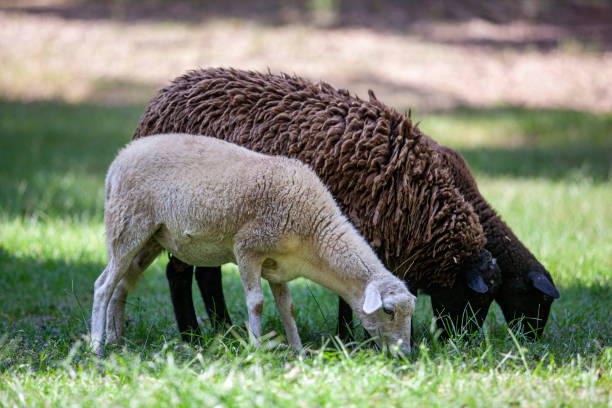 istock FLOCK OR HERD OF BLACK AND WHITE SHEEP 1489476435