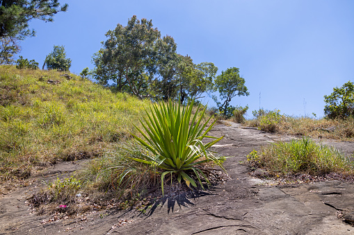 Agave growing on a rocky ground on a mountain side close to the Diyaluma waterfall in the Uva Province in Sri Lanka