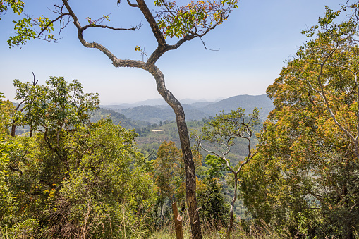 Tree with two separated branches growing on a mountain side in lush surroundings and with a view in the central Sri Lanka