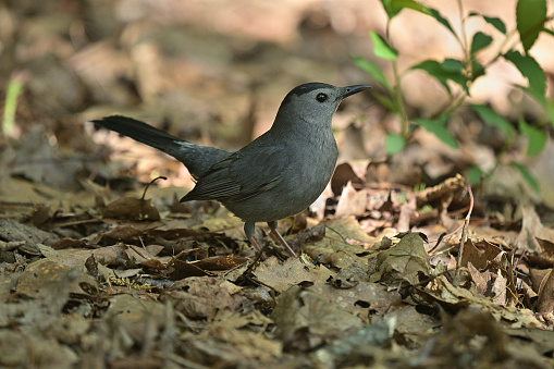 Gray catbird in the woods, with greenery and a shaft of sunlight in the background, copy space in the foreground