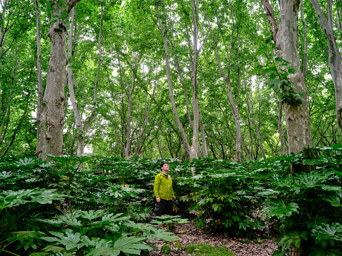 A traveler in a light jacket walks in the dense forest