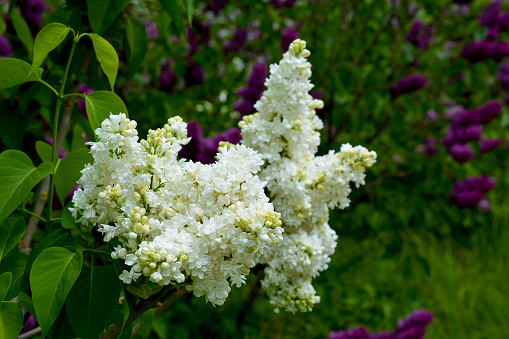Beautifully blooming white lilac. Blooming lilacs with a pleasant fragrance.