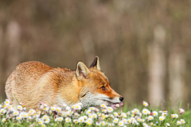 Close-up of red fox walking in daisies meadow