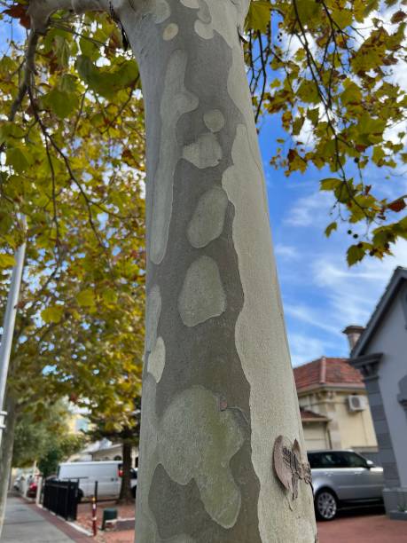 растение - платанские деревья - arizona sycamore стоковые фото и изображения