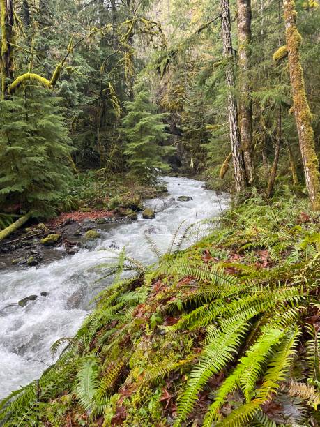 istock Small creek, in a green forest 1489490643