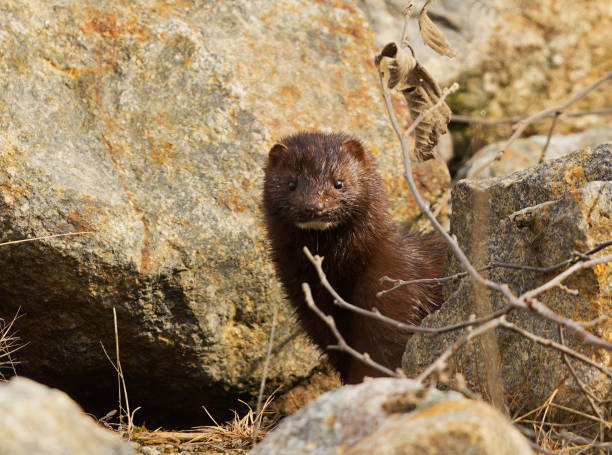 istock American mink (Neogale vison) looking between the rocks in spring. 1489490843