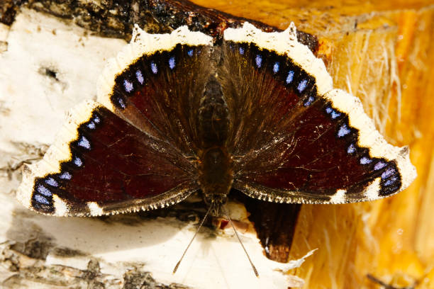 istock Mourning cloak (Nymphalis antiopa) butterfly resting on a tree stump in spring. 1489490844