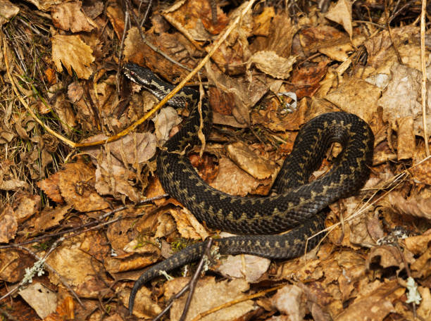 istock Common European adder or common European viper (Vipera berus) basking in early spring. 1489490910