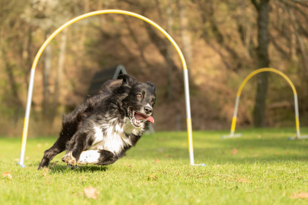 very quick Border Collie dog is running through an arc in Hoopers course.