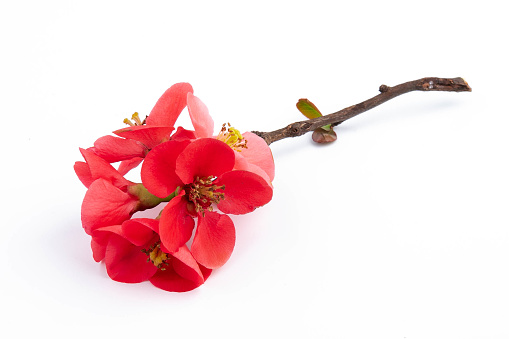 Spring cherry flowers isolated on white background. Flowers composition. Frame made of branches of Japanese quince on white background.
