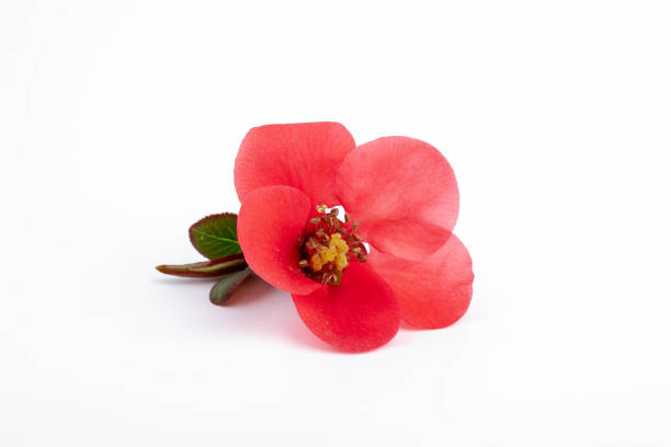 istock Japanese Quince (Chaenomeles japonica) in bloom on white background. 1489493157