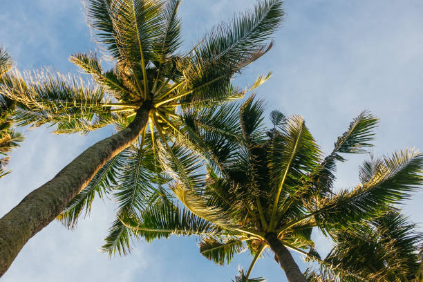 istock Photo of palm trees, Ubud, Bali 1489493565