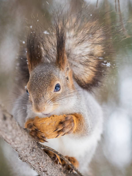 istock The squirrel with nut sits on tree in the winter or late autumn. 1489494284
