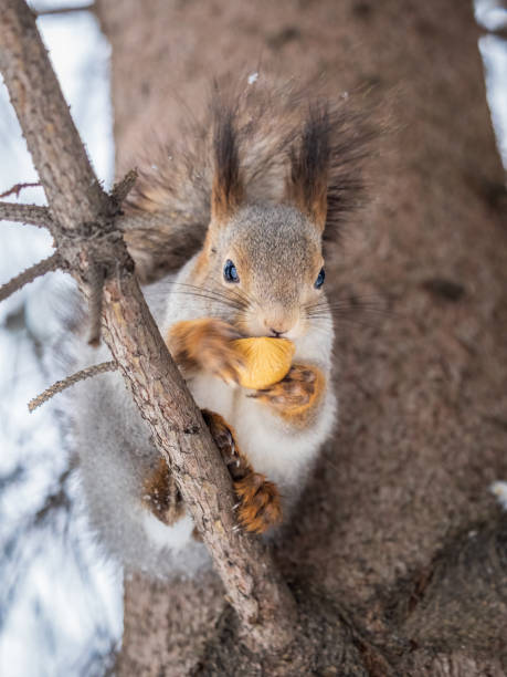 The squirrel with nut sits on tree in the winter or late autumn. Eurasian red squirrel, Sciurus vulgaris.