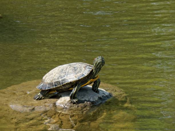 istock Red-eared slider on a rock in a pond 1489494583