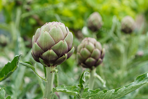 Fresh raw half cut artichokes closeup on black background