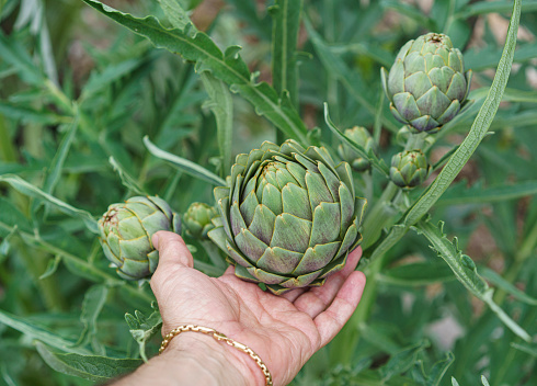 Artichokes Plants are growing in a greenhouse, Dalaman, Mugla, Turkiye