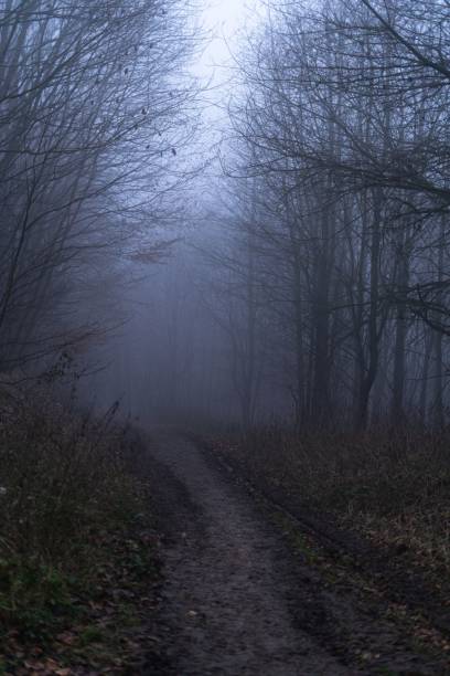 istock Dirt path winding through the dark misty forest with an eerie atmosphere. Melibokus, Germany. 1489496868