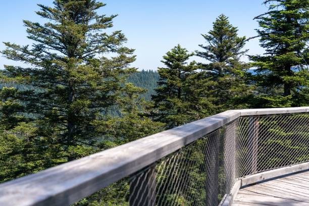 Chain-link fence on a boardwalk against the background of lush greenery. The chain-link fence on a boardwalk against the background of lush greenery. wood and wire fence designs pictures stock pictures, royalty-free photos & images