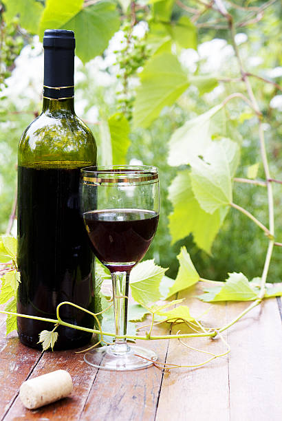 istock Red wine bottle, glass, young vine 148949734