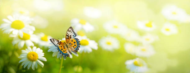 istock Beautiful Butterfly on daisy flowers field, spring banner 1489498392