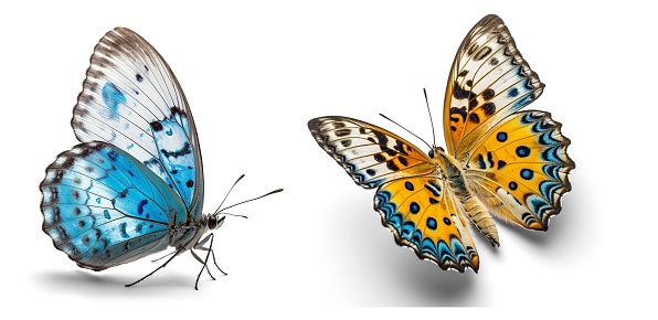 Variation on different positions of beautiful butterflies flying in an upward trajectory.