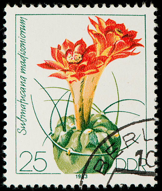istock German Democratic Republic postage stamp with cactus 148949853