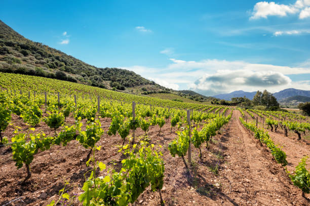 istock Vineyard with young shoots on the branches in spring. Agriculture. 1489498736