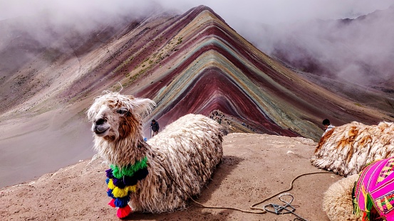 An alpaca sitting on a rocky outcrop with Rainbow Mountain in the background, Peru.