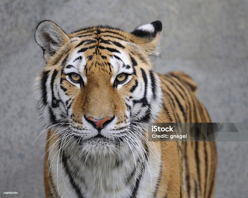 Del Amur tiger - Foto de stock de Tigre libre de derechos
