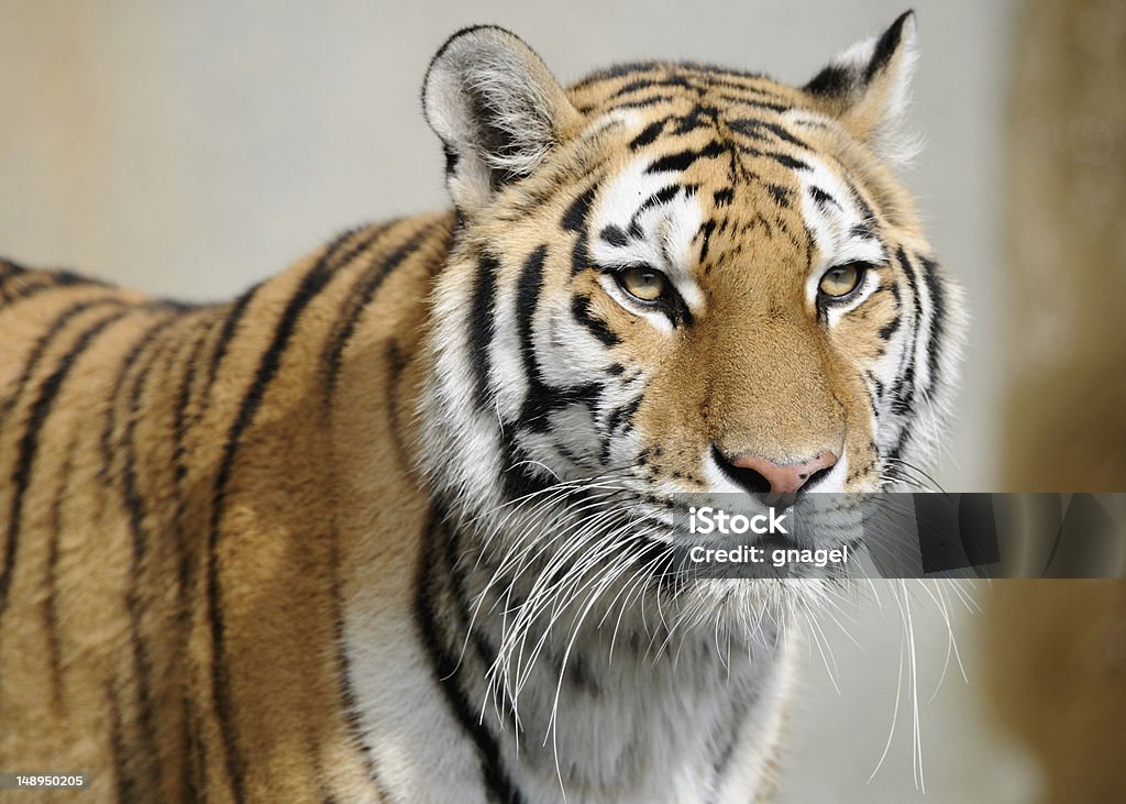 Retrato del Amur tiger - Foto de stock de Aire libre libre de derechos