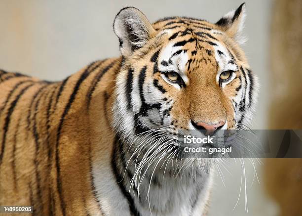 Retrato Del Amur Tiger Foto de stock y más banco de imágenes de Aire libre - Aire libre, Animal, Animales salvajes