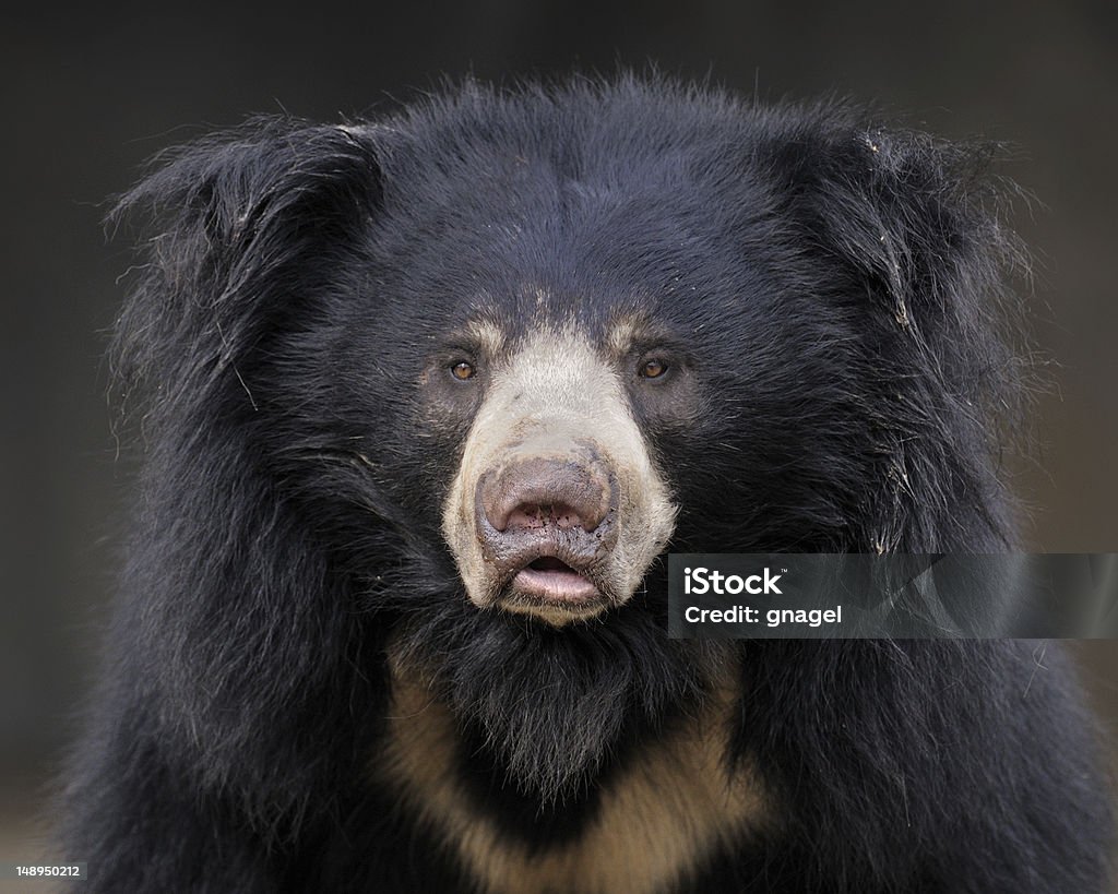 Oso perezoso - Foto de stock de Oso perezoso libre de derechos