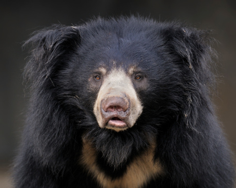 Closeup portrait of a sloth bear (Ursus ursinus)
