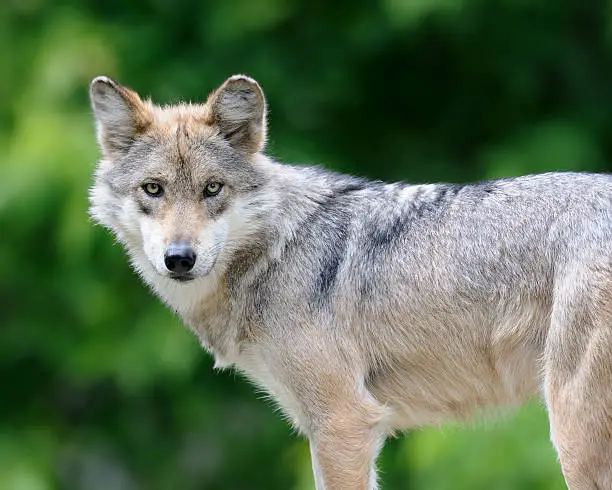 Closeup of a Mexican gray wolf (Canis lupus)