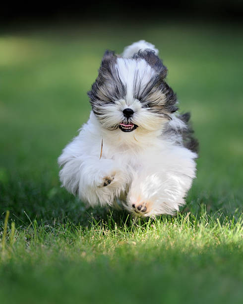 Shih Tzu puppy running in grass Female Shih Tzu puppy running in the grass tibetan lion dog stock pictures, royalty-free photos & images