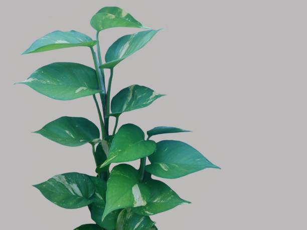 istock The Ivory Betel 1489503475