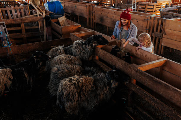 istock Mom and daughter feeding sheep with hay. 1489503538