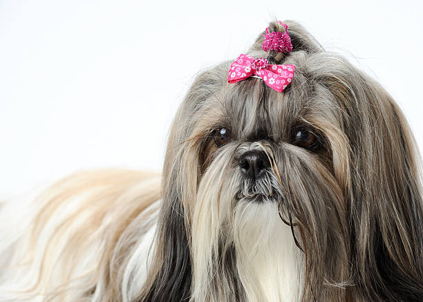 istock Shih Tzu dog 148950392