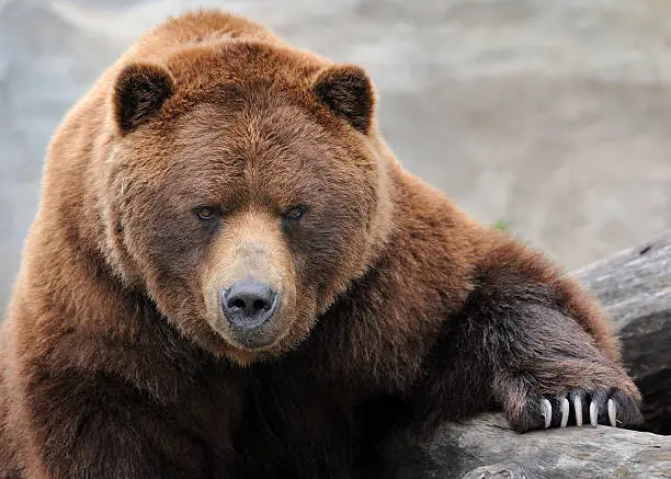 Photo of Grizzly bear portrait