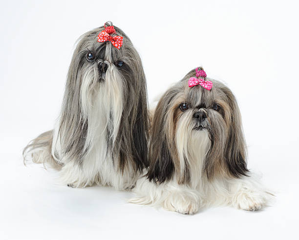 istock Shih Tzu dogs 148950415