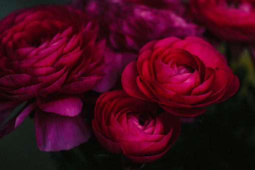 A close up of beautiful ranunculus flowers.