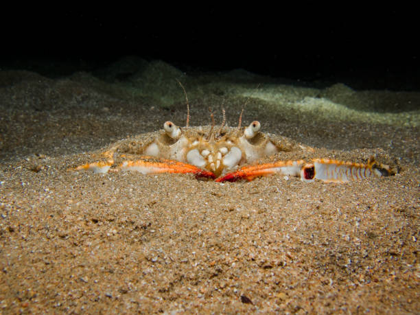 istock Invasive swimming crab buried in the sand 1489504716