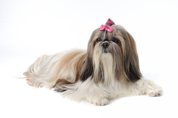 istock Shih Tzu dog 148950477