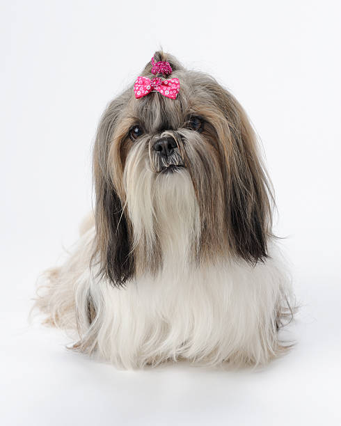 istock Shih Tzu dog 148950482