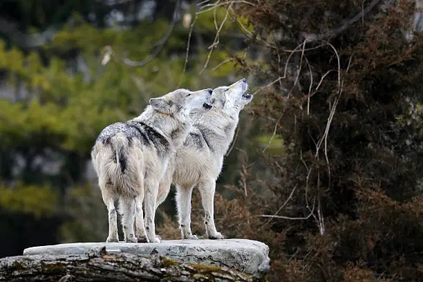 Howling Mexican gray wolves (canis lupus) standing on a rock in the forest