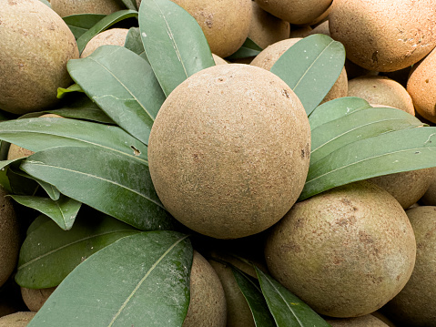 Sapodilla fruit is often eaten fresh, and it can be enjoyed on its own or used in various culinary preparations. The flesh can be scooped out and eaten as it is, or it can be added to fruit salads, smoothies, or desserts like ice creams and custards. In some countries, sapodilla is also used to make jams, jellies, and beverages.
Apart from its delicious taste, sapodilla offers several nutritional benefits. It is a good source of dietary fiber, which helps with digestion and promotes a healthy digestive system. It also contains vitamins A, C, and E, as well as minerals such as potassium, calcium, and iron.