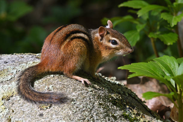 istock Eastern chipmunk about to bolt 1489506150