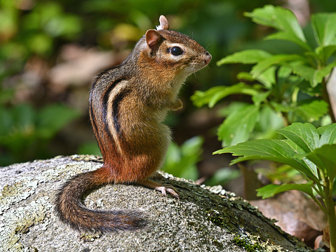 Eastern chipmunk perched on a rock in a patch of pachysandra, spring, Connecticut. 4:3 format.